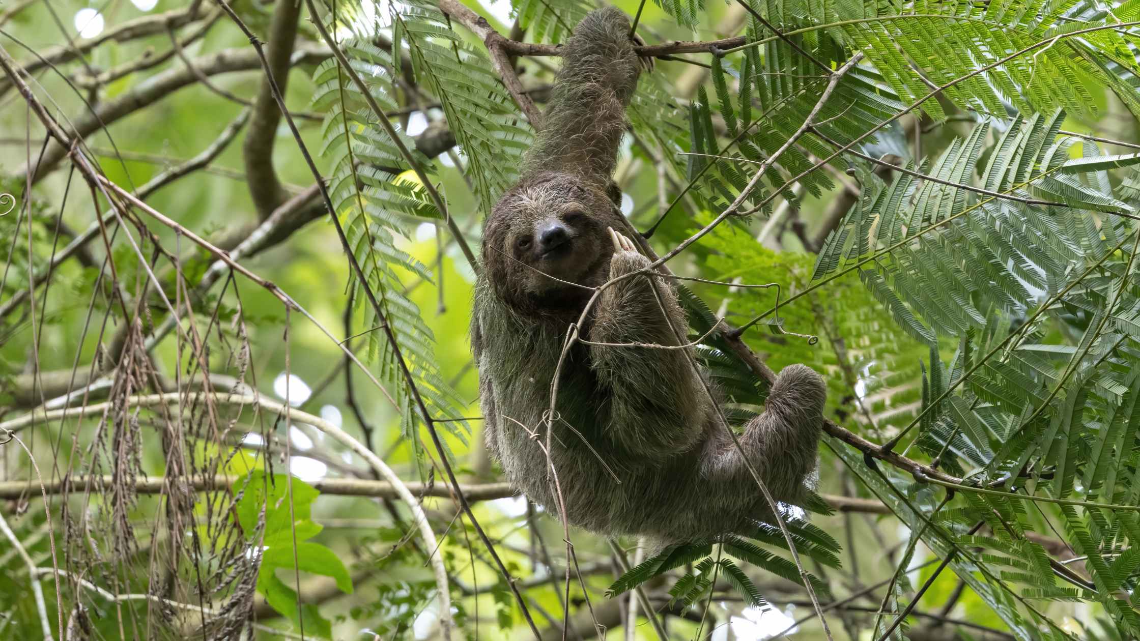 Sloths In Costa Rica Where to See Sloths in the Wild in Costa Rica - Be Your Own Travel Guide